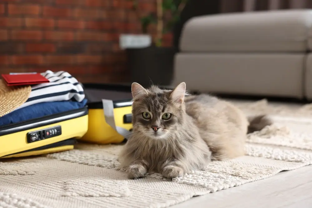 chat en pension
