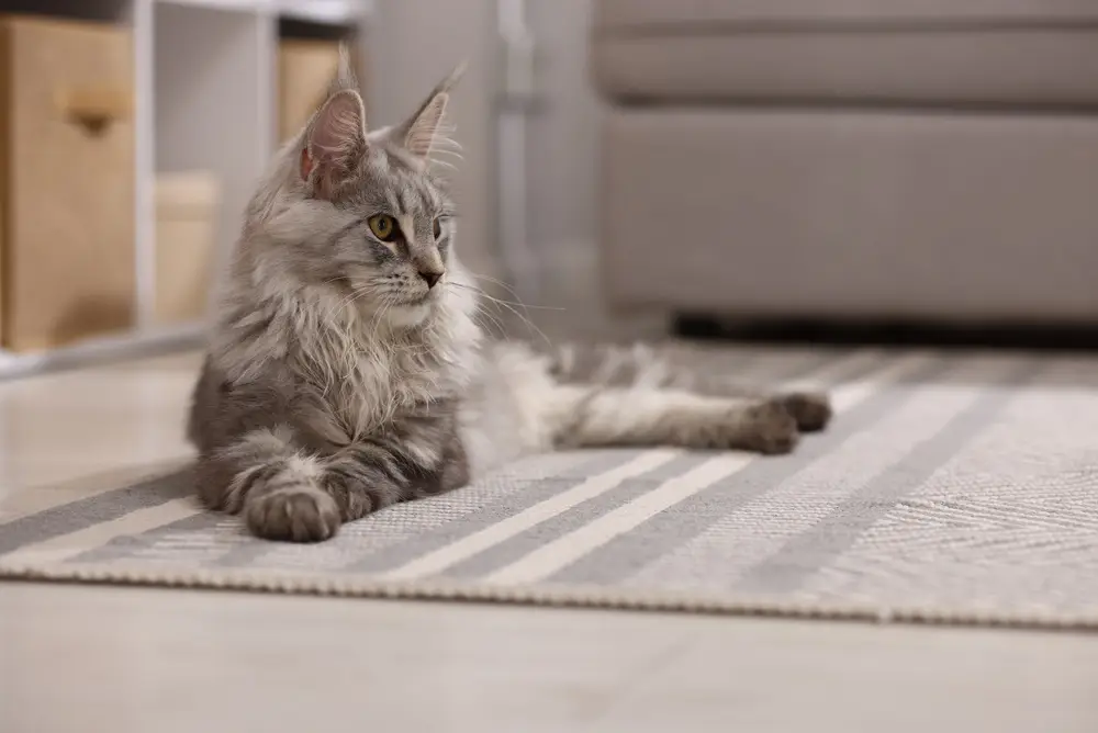 chat en pension