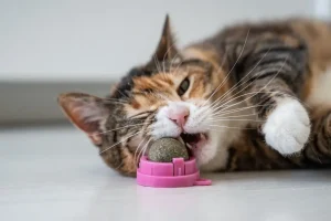 chat en pension