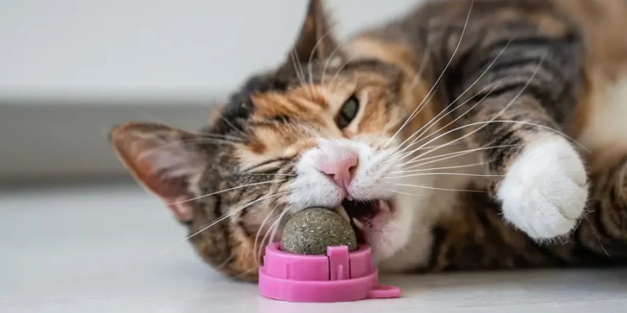 chat en pension